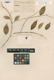 Image result for Xysmalobium holubii