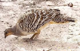 Australian Birds That Lay Eggs On The Ground Pin On Quails Partridges Pheasants