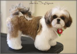 Shih tzu teddy bear haircuts requires a lot of attention: Teddy Bear Grooming Shih Tzu Cuteanimals