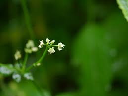 Image result for Sanicula elata