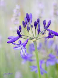 Agapanthus Null Agapanthus Flower Pictures Purple Garden