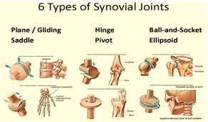 Flexors, extensors, adductors, abductors, lateral rotators and medial rotators. Free Labeling Of Body Movements Children Learning Body Movements