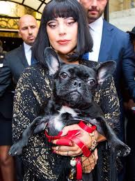 The pop star is now offering a $500,000 reward. Stars And Their Pets Lady Gaga Stars And Pets People Com French Bulldog Bulldog French Bulldog Owner