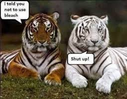 Funny White Tiger Bleach Meme Funny Animal Quotes Funny Animals Cute Funny Animals