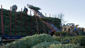 Save with christmas tree shop coupons and sales. Christmas On The Farm A How To For Christmas Tree Growers Articles Features