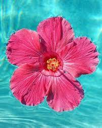 Flower Flowers Hibiscus Flowers Beautiful Flowers