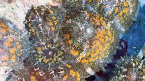 Image result for Dicoma arenaria