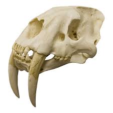 Online coloring > prehistoric mammals > sabertooth cat. Replica Sabertooth Cat Skull For Sale Skulls Unlimited International Inc