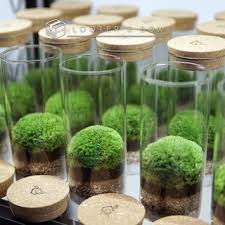 With both hands, i lifted it out and held it up. Preserved Moss Terrarium Ecotube Zero M Official Licensed Product By Terraliving Shopee Malaysia