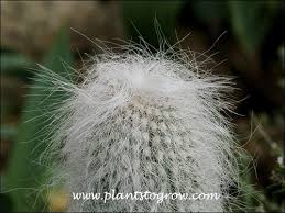 Image result for Cephalocereus