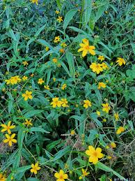 Image result for Cola mossambicensis