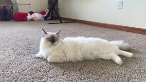 What you need to know about the real costs of owning a ragdoll cat. How Much It Costs To Own A Rag Doll Cat Annual Financial Report From A Snowflake Youtube