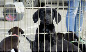 Maybe you would like to learn more about one of these? Looking For A Pal Nfr Maine