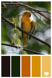 6 Color Palettes Inspired By Nature Bird Photography In 2020 Design Seeds Color Palette Nature Color Palette Seeds Color Palette