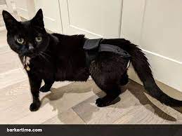 Cat Diaper Pull Ups Allow For Defecating In Litterbox Washable Dog Diapers Dog Diapers Cats