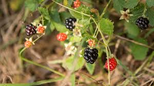 Spring means pick your own strawberries in houston, followed in short order by the intoxicating smell of freshly picked berries can only mean one thing: Easy Foraging Local Dewberries My Table Houston S Dining Magazine