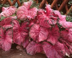 In colder areas, they are typically grown as tender bulbs or as houseplants. Caladiums All About Caladium Bulbs Farmer Gracy S Blog