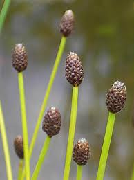 Image result for Eleocharis mutata