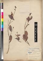 Image result for Rinorea laurentii