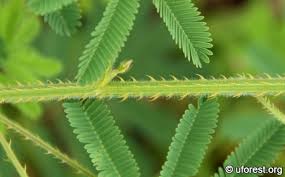 Image result for Mimosa diplotricha