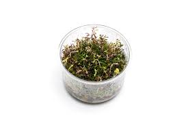 Image result for Rotala tenella