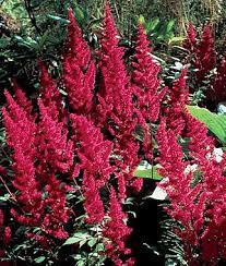 Fanal Astilbe Seeds And Plants Flowers At Burpee Com Flowers Perennials Shade Garden Plants Shade Perennials