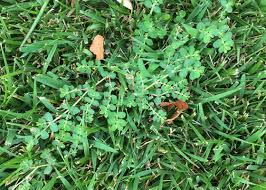 Lawn is a living thing, just like human body, it needs that certain amount of nutrients, minerals, and vitamins to sustain a healthy life and keep growing. Lawn Care Archives Tree Top Nursery Landscape Inc