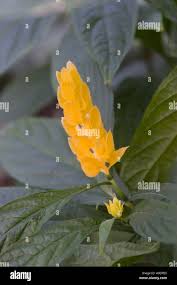 Image result for Justicia matammensis