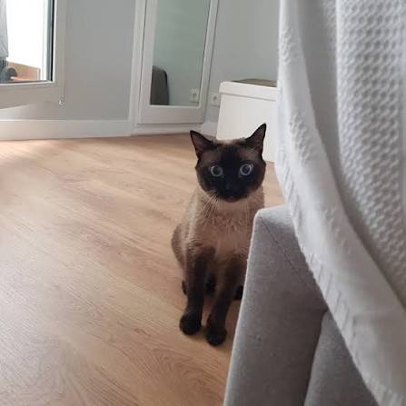Ella es Neska, una gatita muy tímida????, pero juntas hemos logrado un bonito  win-win: confianza y conexión ????. . Nosotras sabemos que cada gatito es  único ????. Por eso, aunque escuchamos vuestras