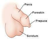 Lekapan zakar berkembang apabila kulit batang zakar melekat atau melekat pada kulit kepala zakar, juga dikenal sebagai kelenjar. Bebird Buta Kalau Anak Medical Mythbusters Malaysia ÙÙŠØ³Ø¨ÙˆÙƒ