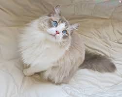 Because i have two ragdoll costs and they are worth their weight in gold, in other words, i'd never sell them. Most Up To Date Pictures Ragdoll Cats Price Ideas Ragdoll Cat Price Ragdoll Cat Cats