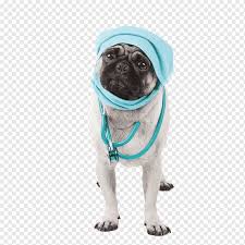 Dr steve smith house call veterinarian los angeles for dogs and cats. Pet Surgery Dog Doctor Dog Doctor Lovely The Dog Png Pngwing