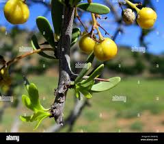 Image result for Celastraceae