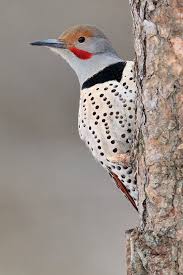 Birds Of North Idaho Northern Flicker Colaptes Auratus In Idaho Usa By Charles Wheeler Northern Flicker Flicker Beautiful Birds