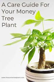 As common with many trees grown as bonsai, the money tree can run into a lot of health problems. Money Tree Plant Care Guide The Contented Plant