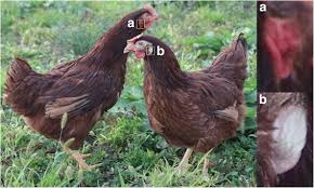 May 31, 2021 · rhode island red chicken is an american dual purpose chicken breed which was developed in. Rhode Island Red Chicken Hens With The White Or Red Earlobe Color A Download Scientific Diagram