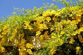 Image result for Dolichandra unguis-cati