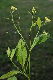 Image result for Rorippa