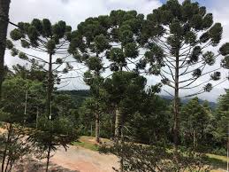 A temperatura média anual é de 18 °c; Inverno 2020 Caracteristicas Do Clima E Flores Da Estacao No Brasil Areas Verdes Das Cidades Guia De Parques