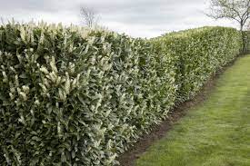Das ist auch nicht ganz falsch. Schipka Cherry Laurel
