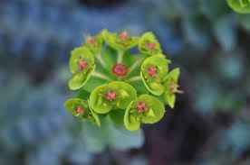 Image result for Euphorbia pseudopetiolata