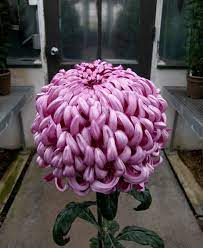 One Singular Sensation Chrysanthemum Morifolium Chrysanthemum Japanese Chrysanthemum