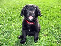 What Amazing Dog Do You Get When You Cross A Labrador And A Golden Retriever In 2021 Dog Breeds Working Dogs Breeds Goldador