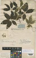 Image result for Vitex ferruginea