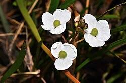 Image result for Fuirena sagittata