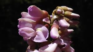 Image result for Lonchocarpus