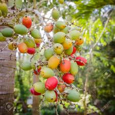 Moderately thick, foliage/fruit on spur shoots. Group Of Young Fresh Small Red And Green Fruits Of Decorative Plant Red Betel Palm On The Palm Tree Under Natural Sunlight And Environment Stock Photo Picture And Royalty Free Image Image