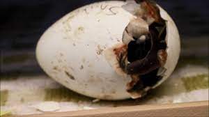 Hatching chicken eggs is an extremely rewarding experience, which requires good planning, dedication, flexibility and you should be wary of buying your eggs online and having them shipped to you, especially if you are a first time hatcher. Audubon Aquarium Penguin Chick Sassafras Hatches From Egg Youtube