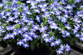 Image result for foto Lobelka