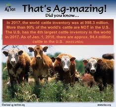 Ag Mazing Showing Livestock Ffa Animals